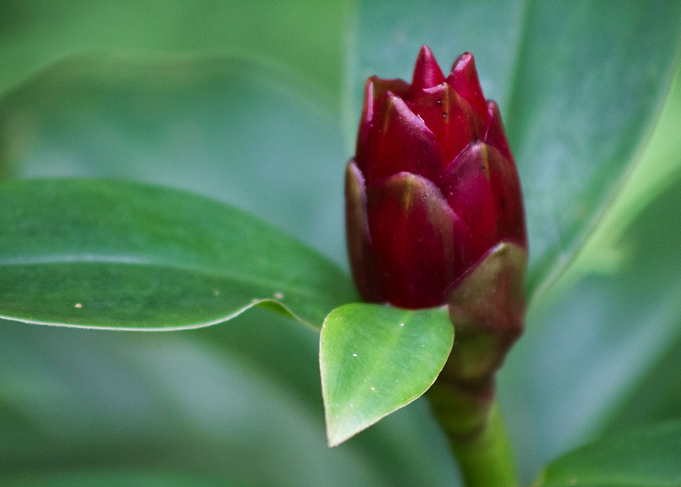 Red Flower