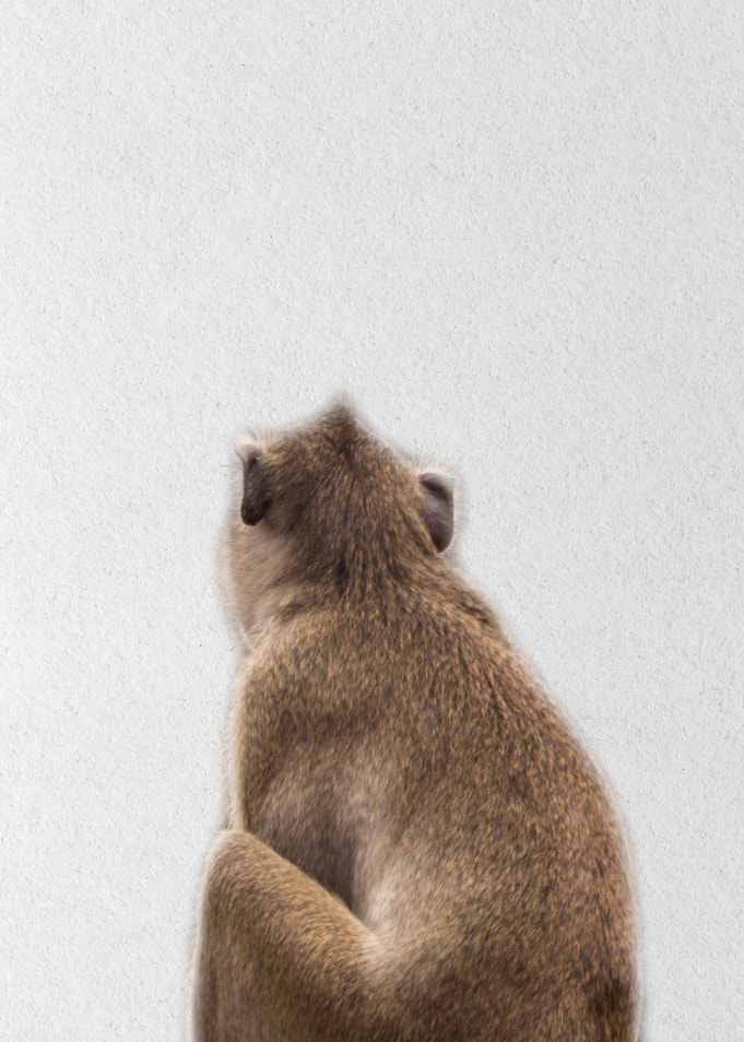 monkey back view