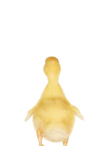 duckling back view