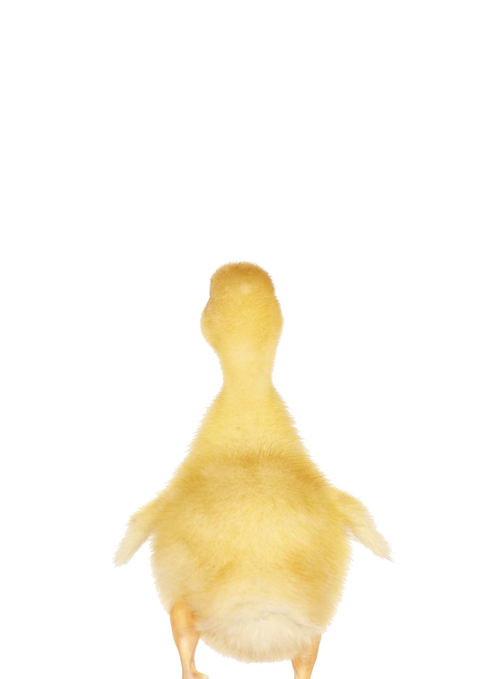 duckling back view