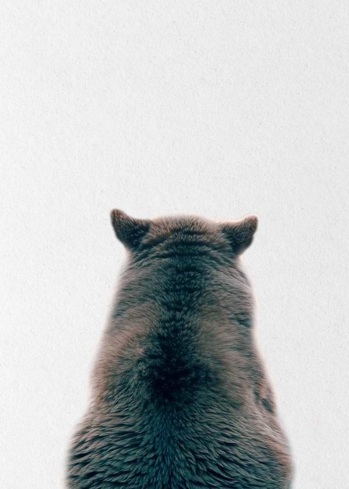 grey black bear back view