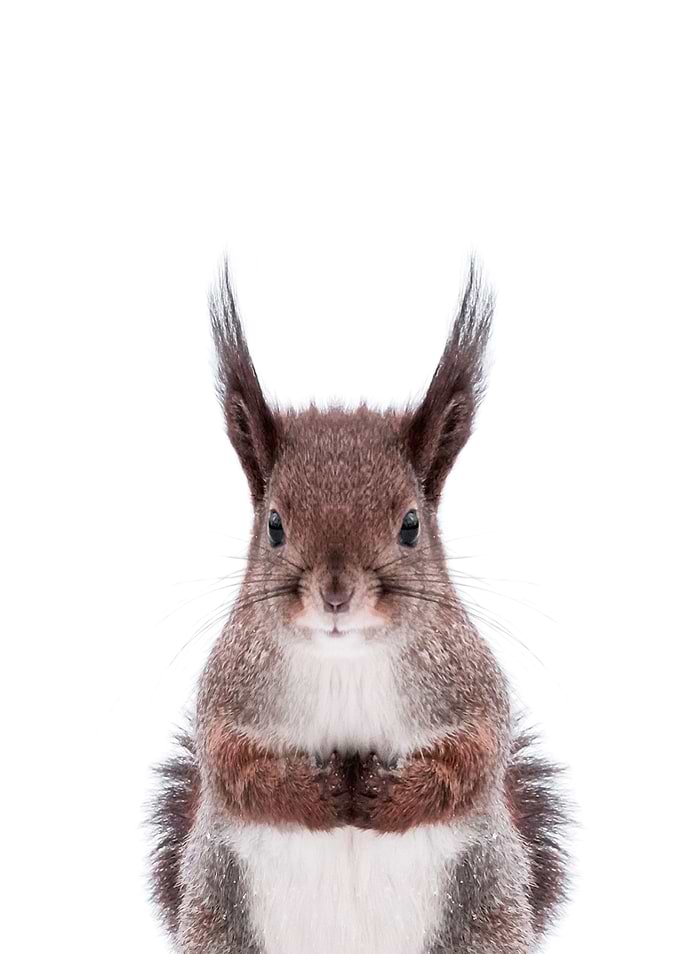 grey squirrel farm animal