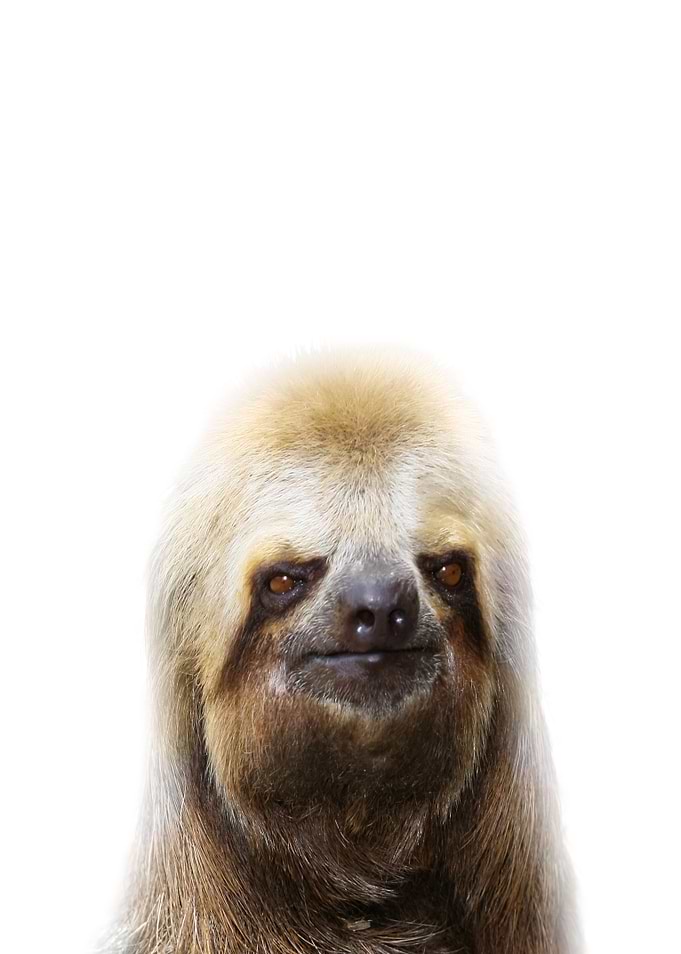 sloth artwork