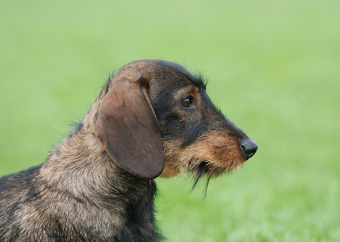 Wirehaired dachshund dog