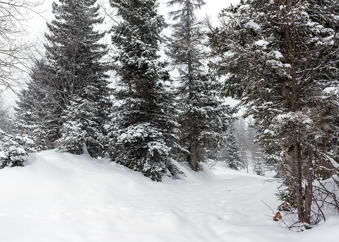 Winter landscape