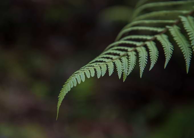 Tropical Plants