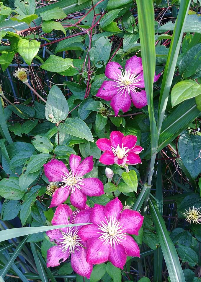 clematis foto