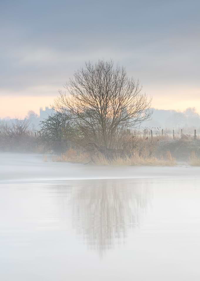 Misty Tree