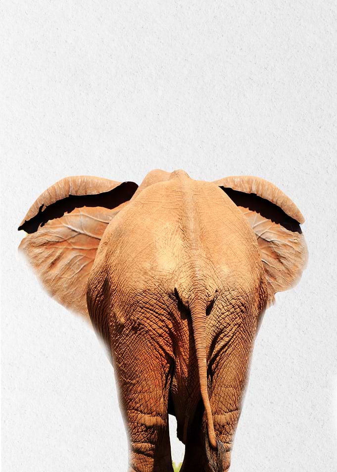 baby elephant back view