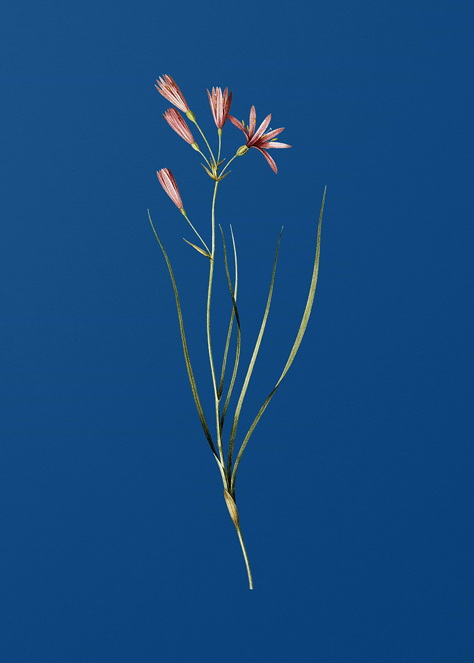 Amaryllis Montana