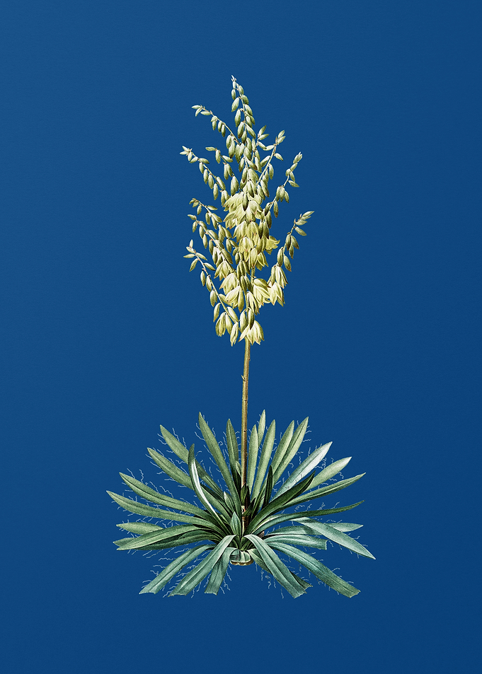 Adams Needle