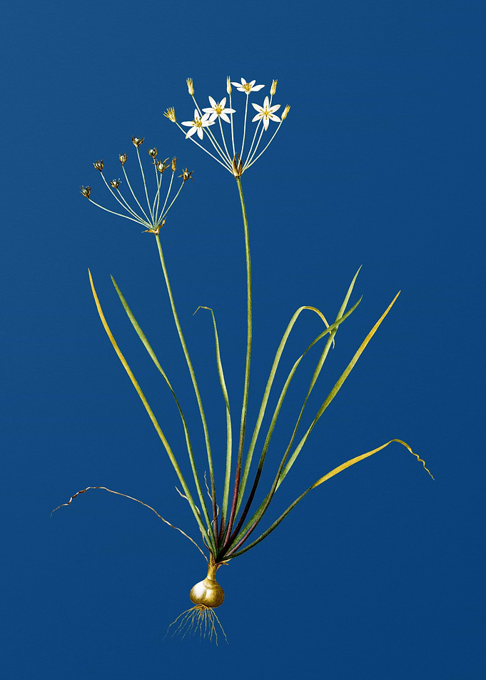 Allium Straitum