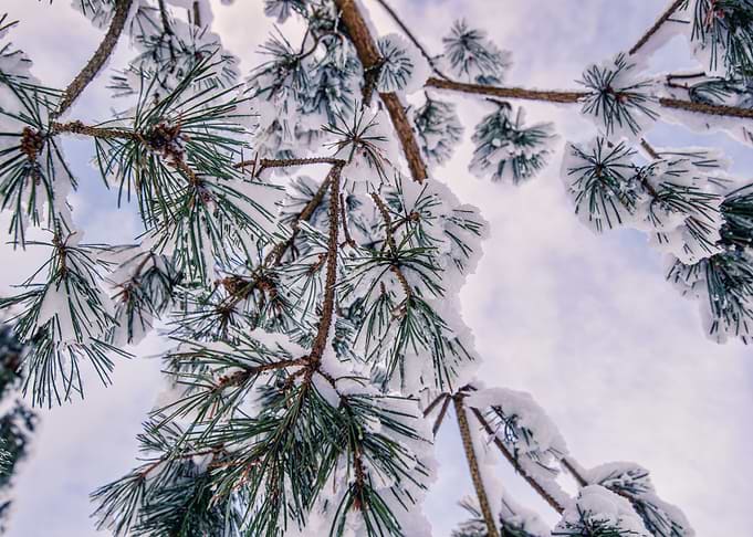 Winter branch