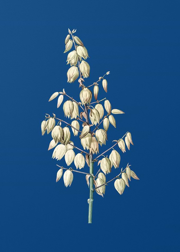 Adams Needle