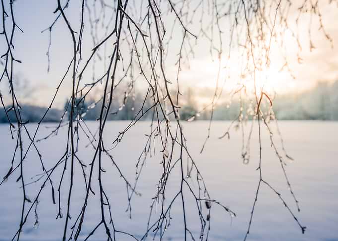 Branches