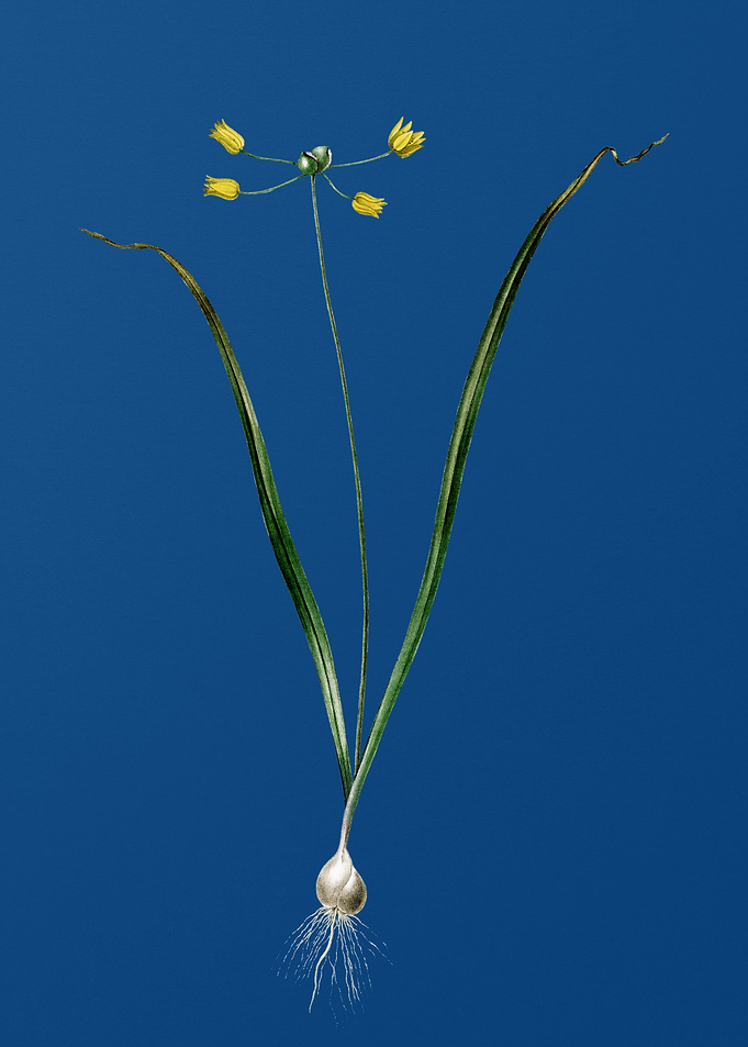 Allium Scorzonera Folium
