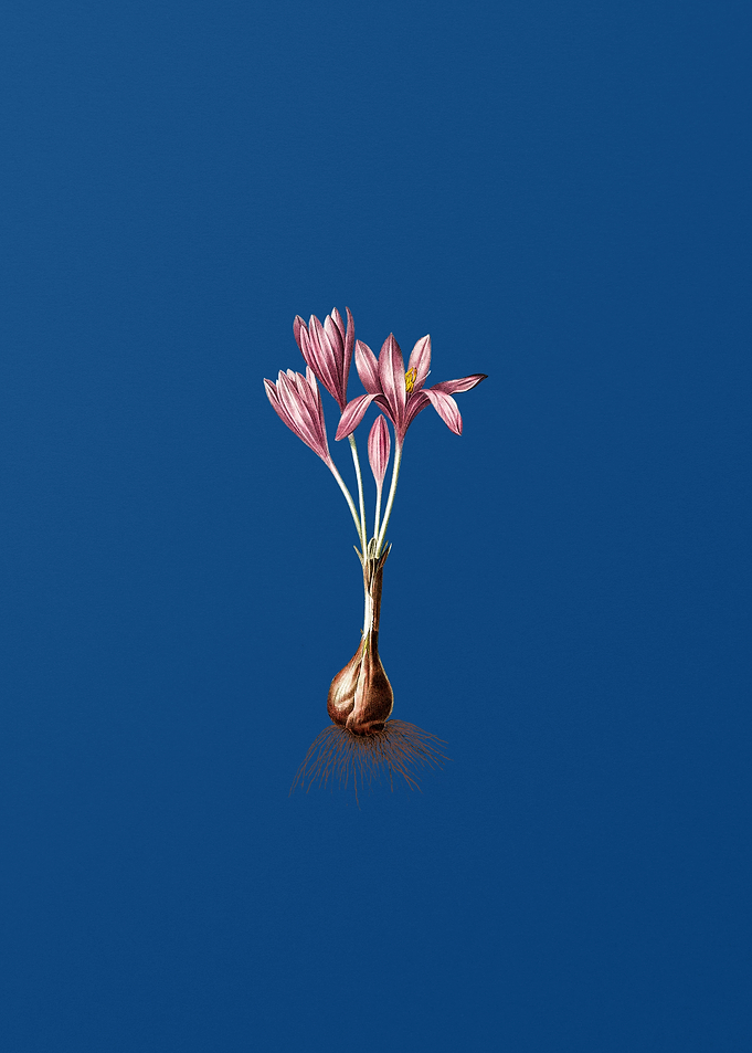 Autumn Crocus