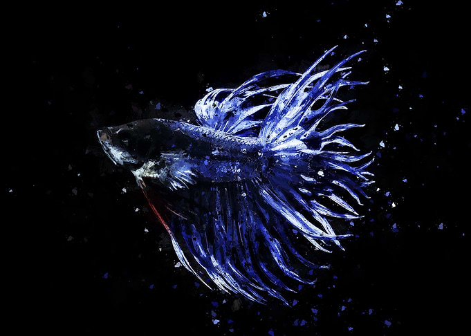 Combtail Fighting Fish