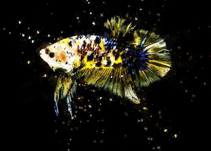 Yellow Fighting Fish