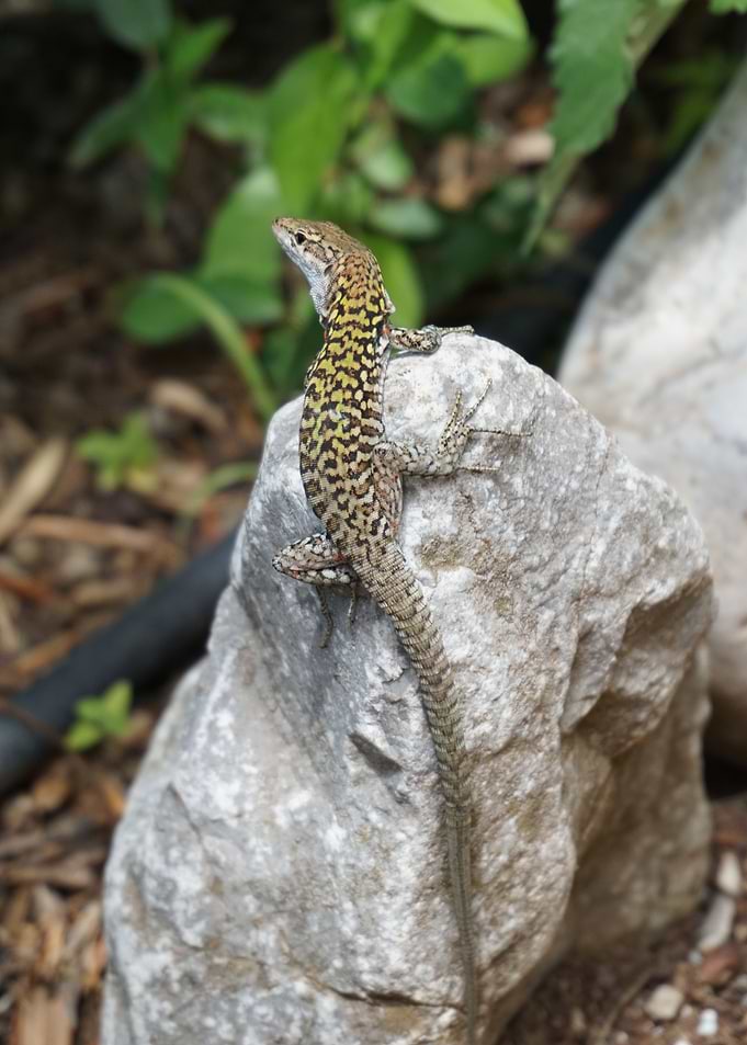 lizard