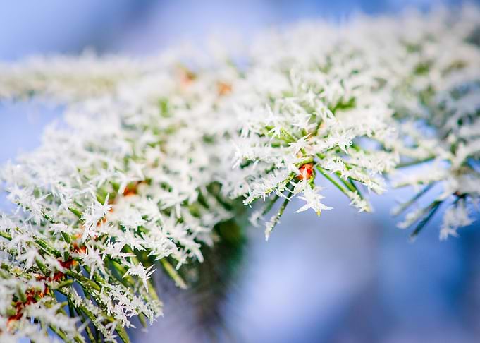 Bitter Cold Frost Spruce