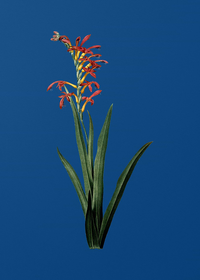 Antholyza Aethiopica