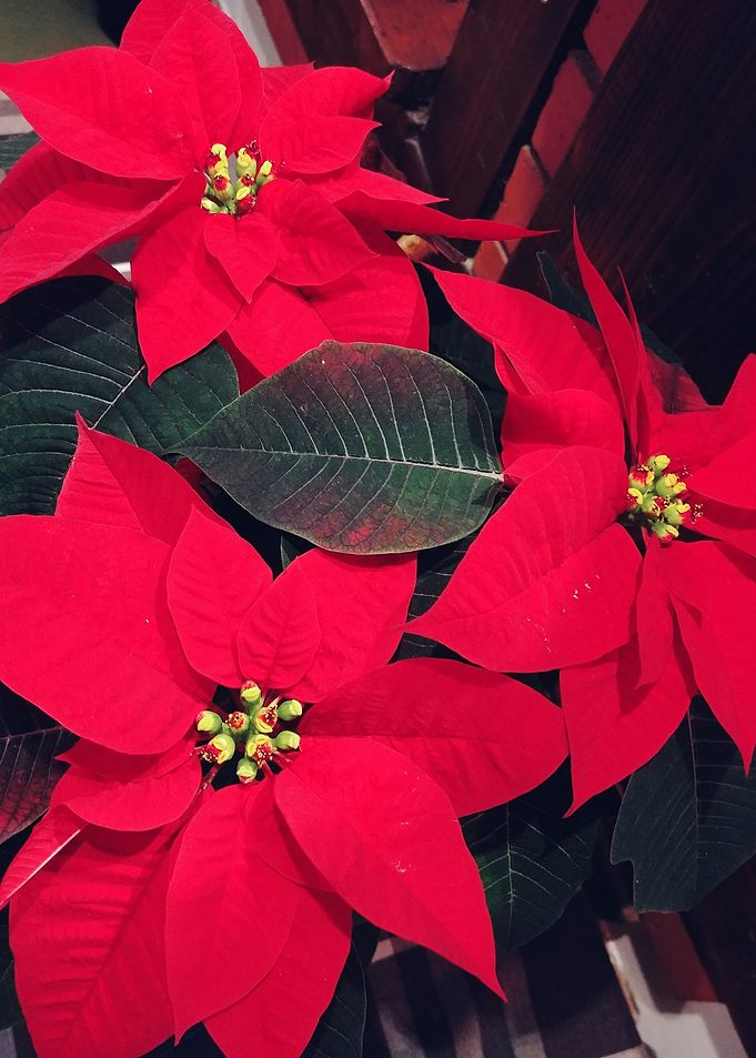 christmas star