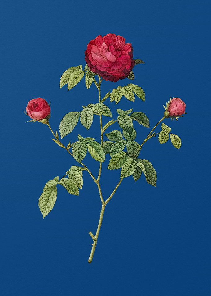 Agatha Rose in Bloom