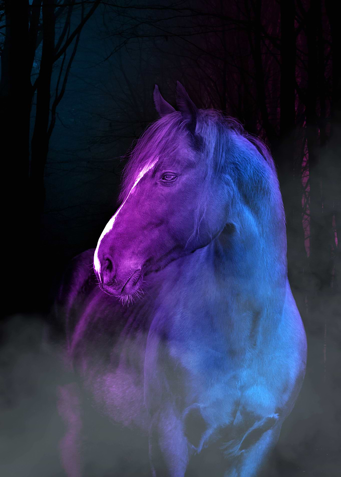 wild wild horse