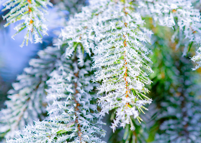 Bitter Cold Hoarfrost Ice
