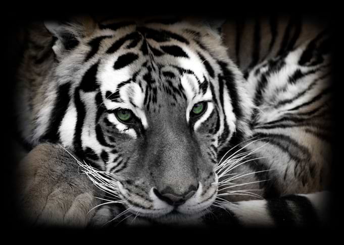 Resting Tiger