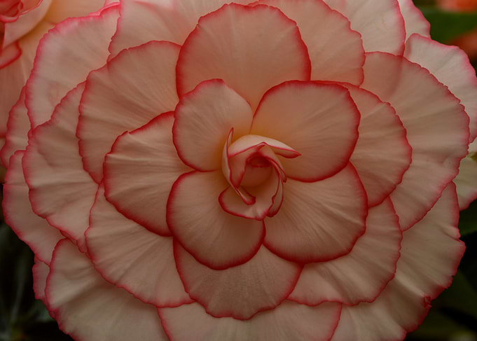 Pink Rose