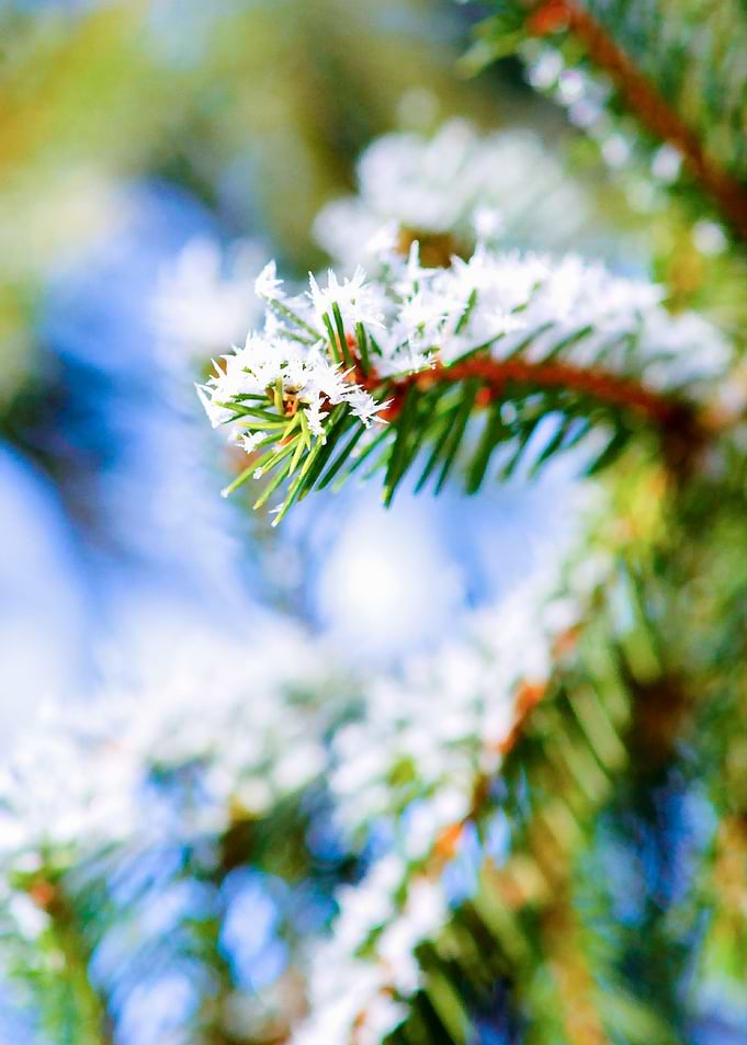 Bitter Cold Winter Firtree