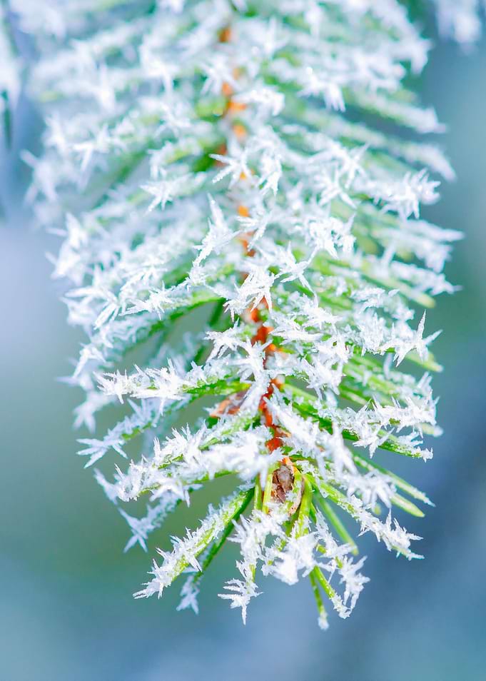 Bitter Cold Ice On Spruce