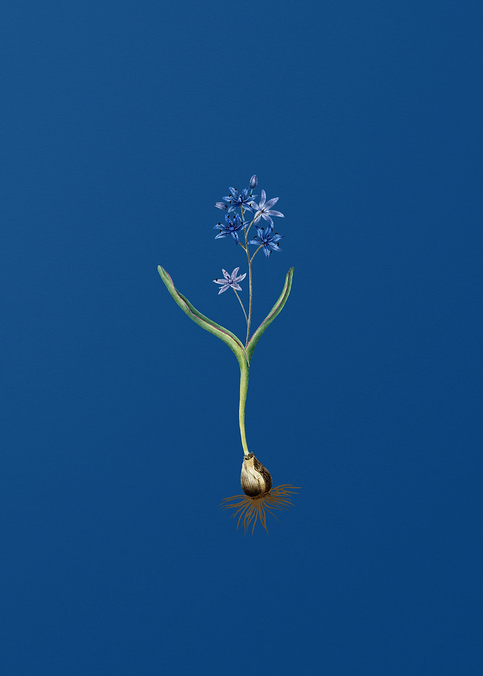 Alpine Squill