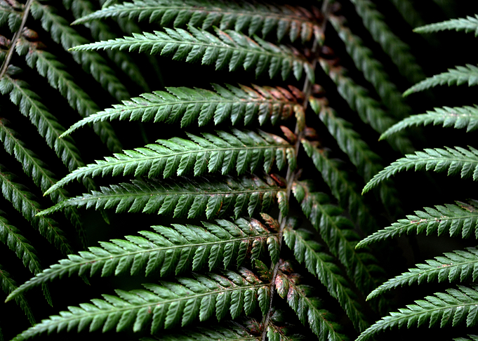 Green Fern