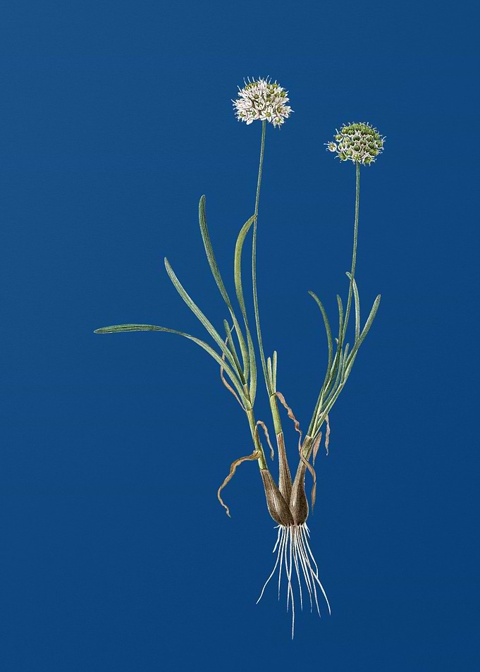 Allium Carolinianum