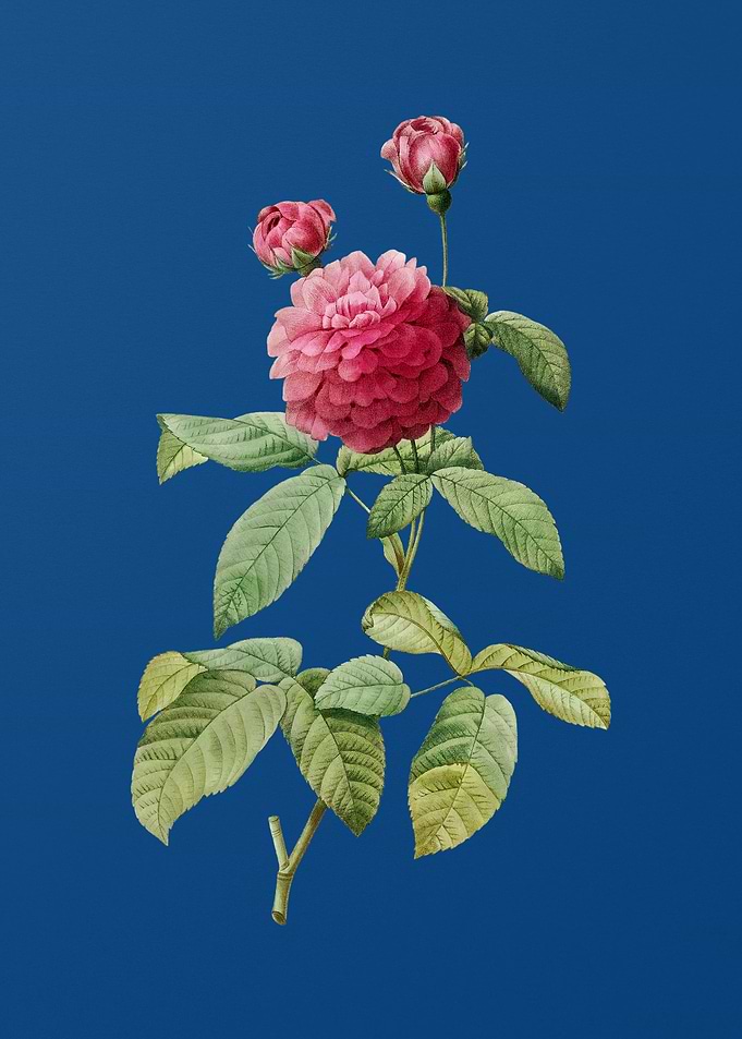 Agatha Rose in Bloom