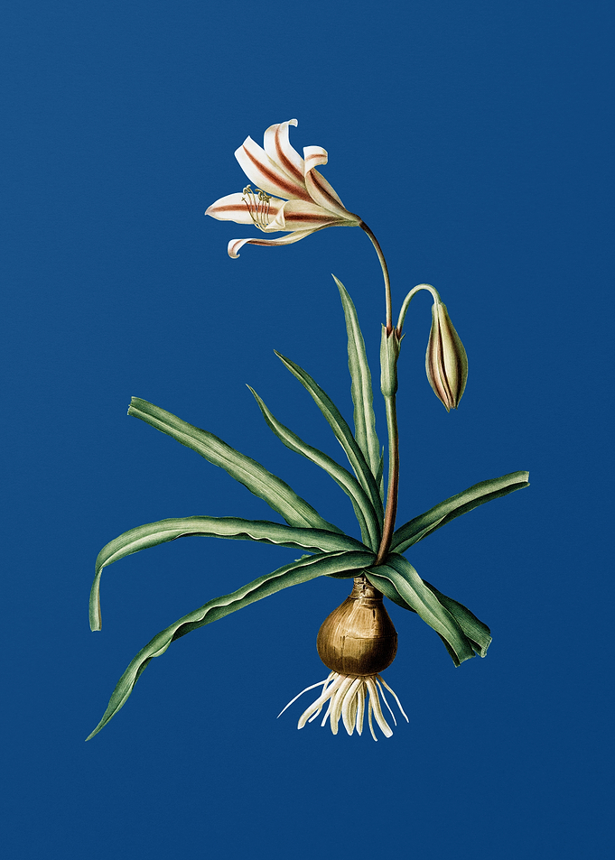 Amaryllis Broussonetii