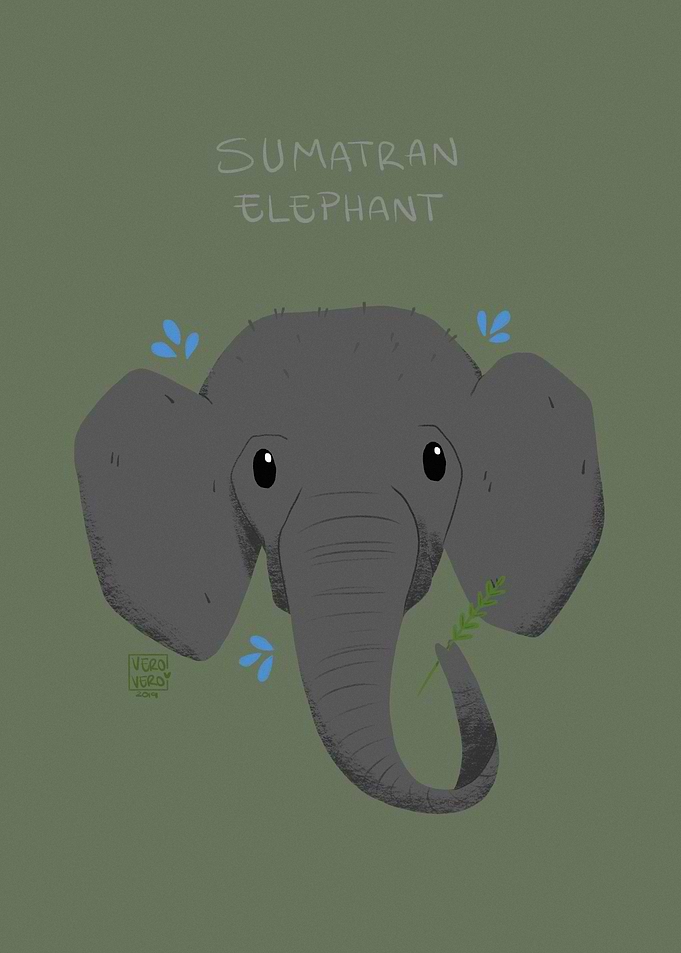 Sumatran Elephant