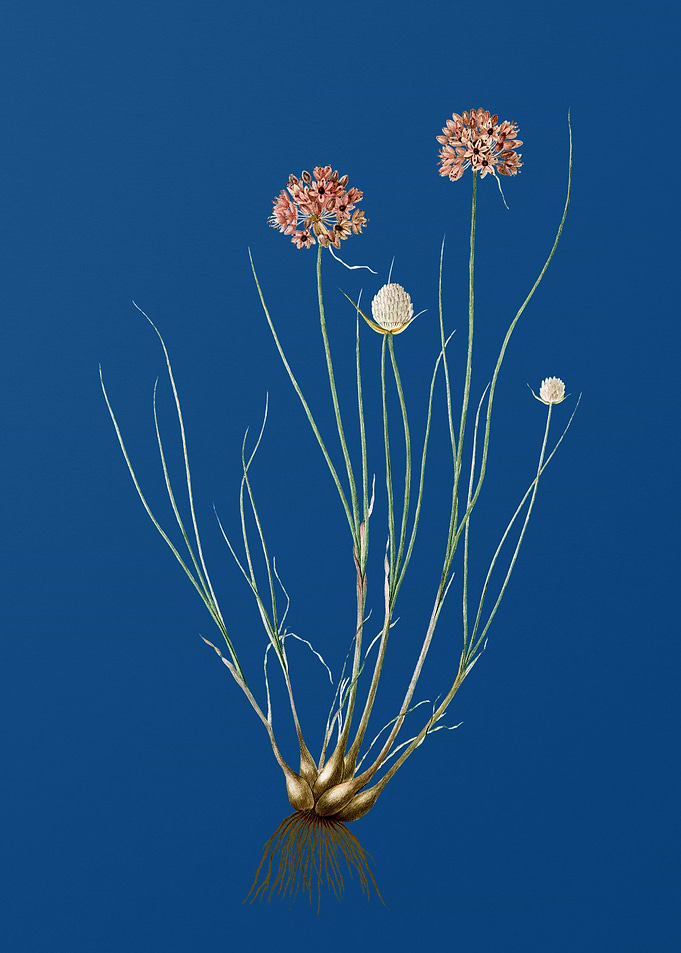 Allium Globosum