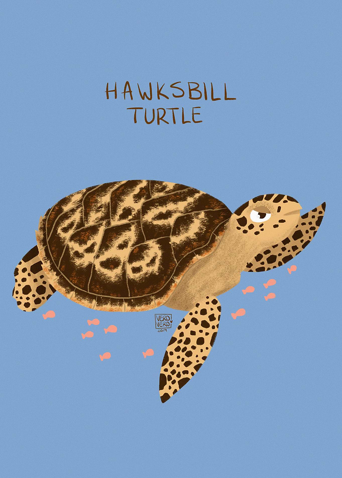 Hawksbill Turtle