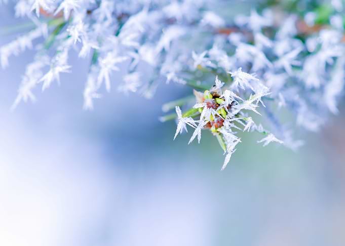 Bitter Cold Snow White