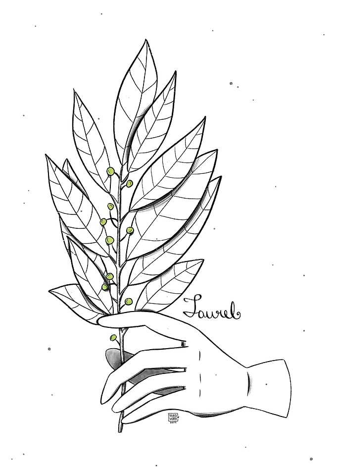 Laurel