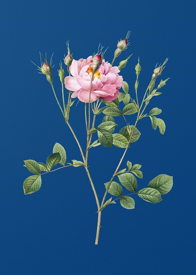 Anemone Sweetbriar Rose