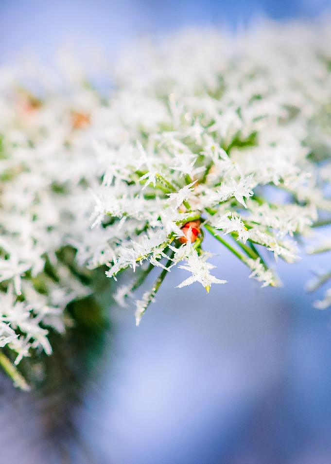 Bitter Cold Frost Spruce