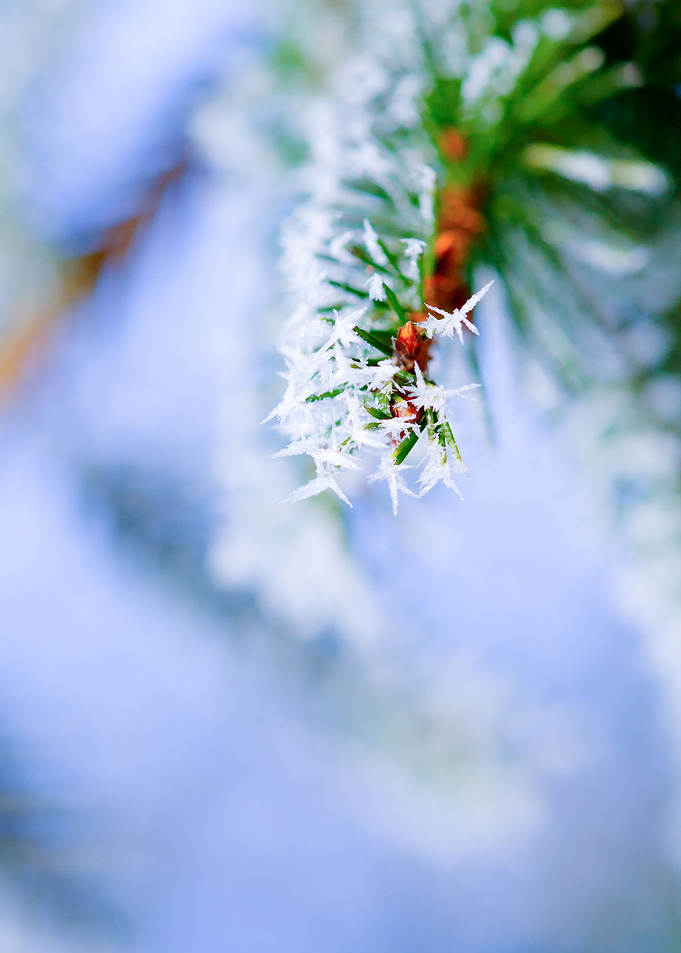 Bitter Cold Fir Tree Cute