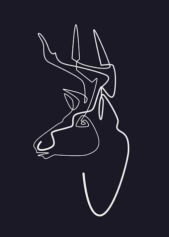 Line Art Deer Illustration