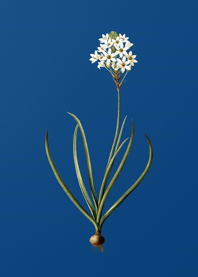 Arabian Starflower