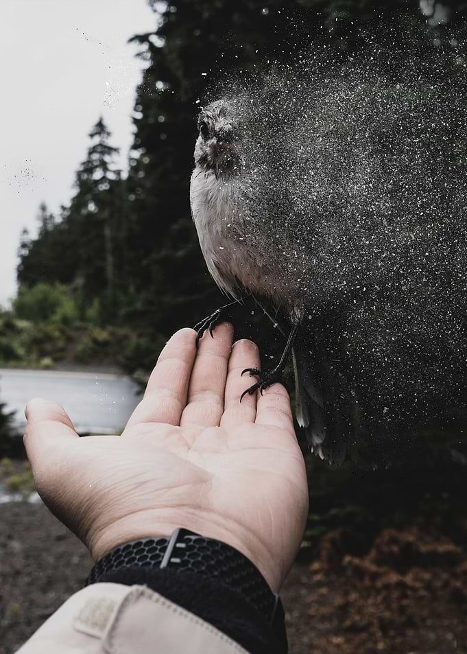 DISSOLVE